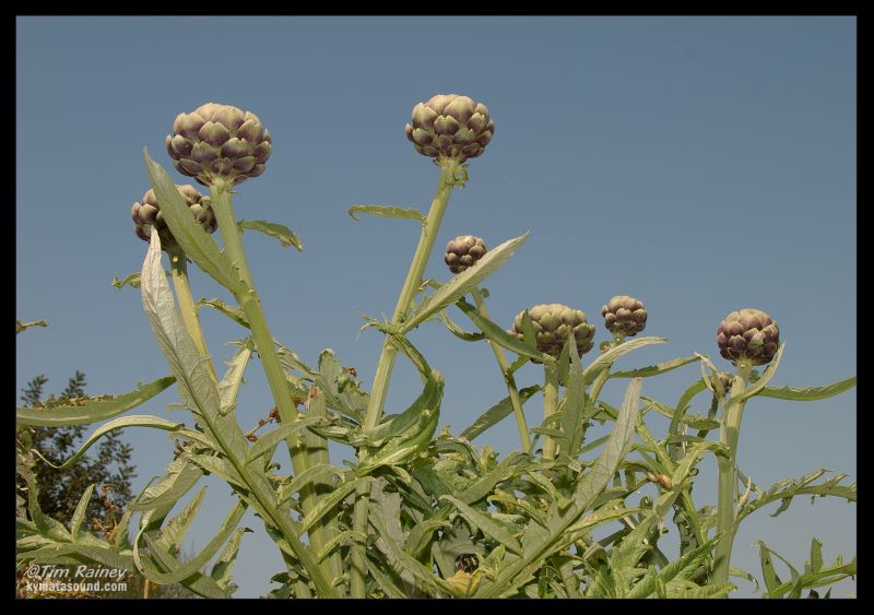 Globe Artichokes