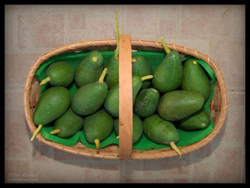 Avocadoes in a basket