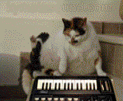 Cat playing Moog animated gif