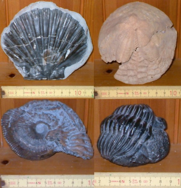 Fossil group