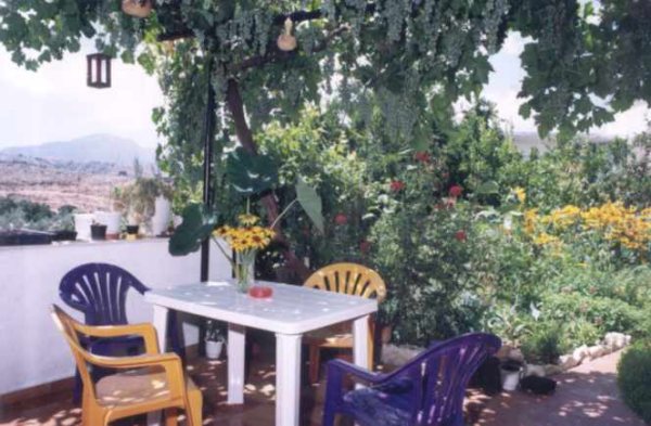 heavily laden grape vine above the terrace