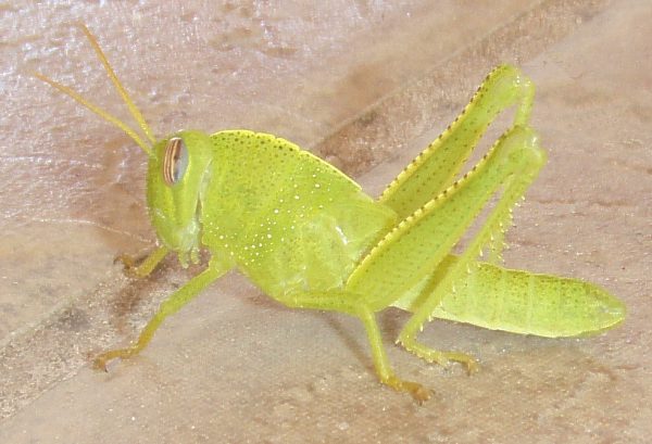 Green Grasshopper