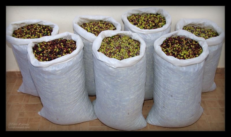 Olives in sacks