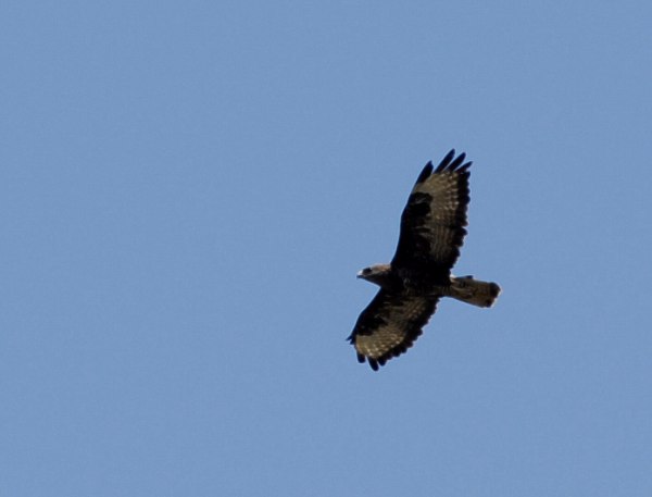 Raptor on the wing