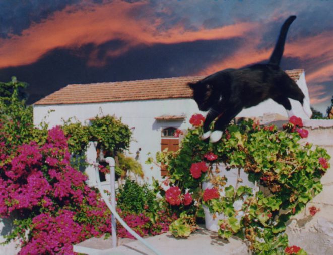 Leaping cat