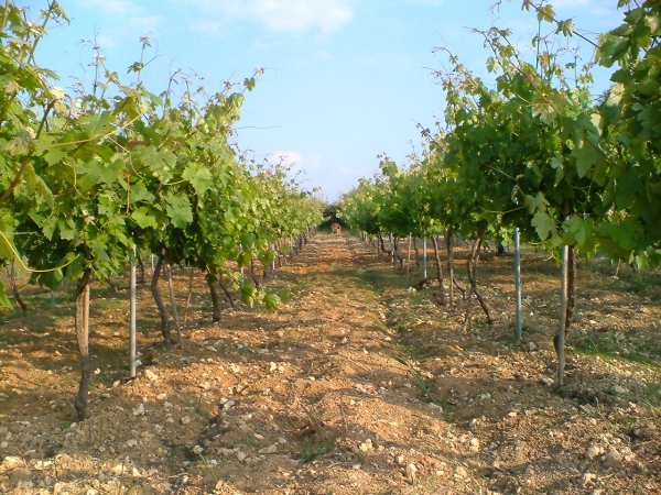 trellis grown vines in the spring